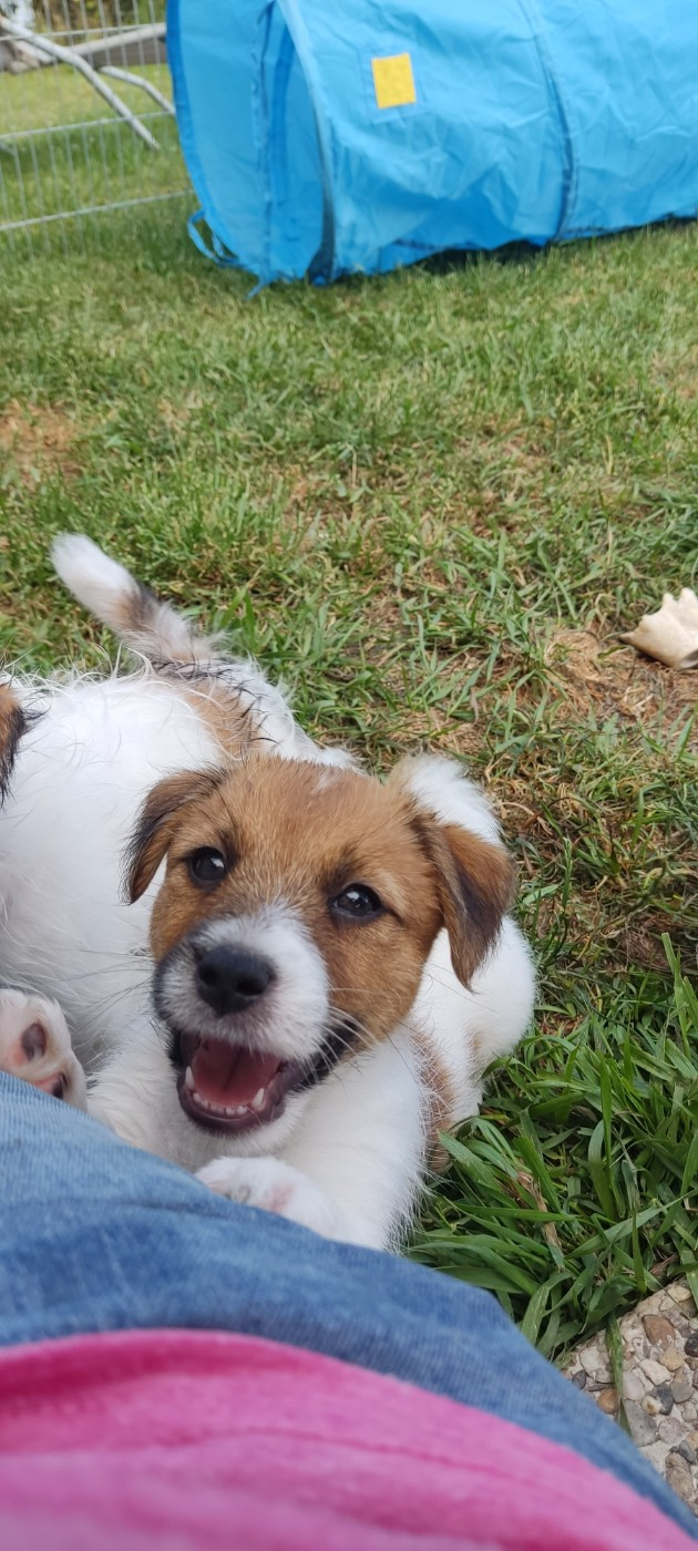 The Gang Of Smart Little Rascals - Chiots disponibles - Jack Russell Terrier